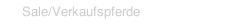 Sale/Verkaufspferde